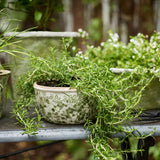 Botanical Pot Small