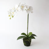 Phalaenopsis Moss Pot Orchid 65cm