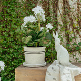 Harold the Hare Turning Small White by French Country