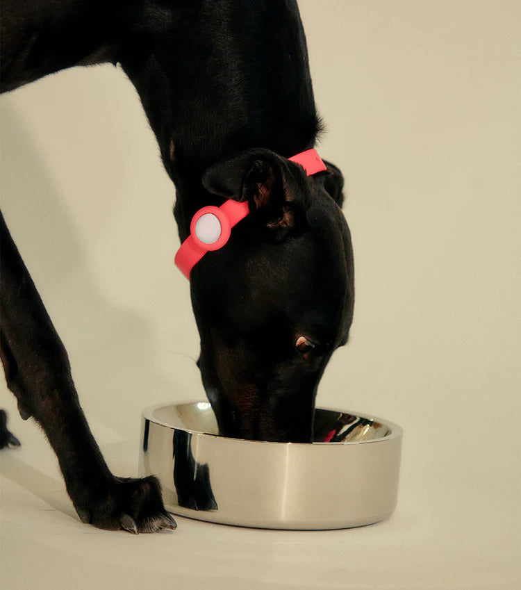 Small Stainless Steel Pet Bowl